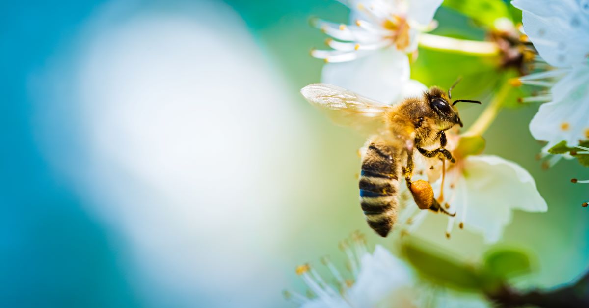 Bienen schützen im Garten – Tipps für Rems-Murr-Kreis