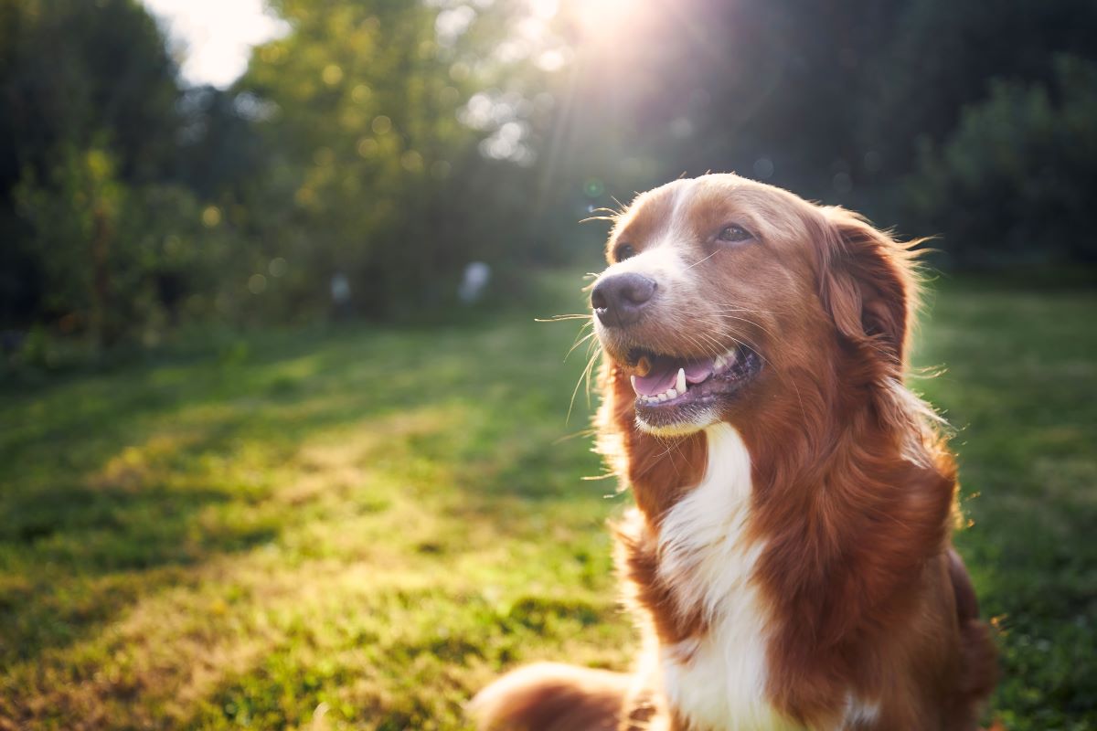 Hund vermisst Rems-Murr-Kreis — erste Schritte